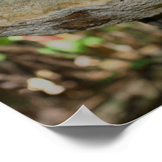 Pilz auf totem Baumstumpf Poster (Ecke)