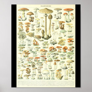 Pilz-Diagramm Adolphe Millot Champignon-B Poster