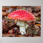 Pilz Fly Agarius oder Fly Amanita Muscaria Poster (Vorne)