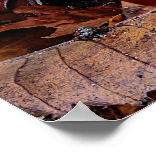 Pilz Fly Agarius oder Fly Amanita Muscaria Poster (Ecke)