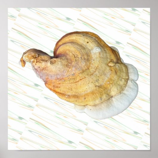 Pilz-Foto-Poster Poster (Vorne)