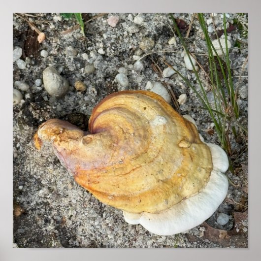 Pilz-Foto-Poster Poster (Vorne)