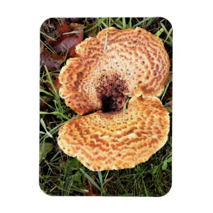 Pilz im Wald Magnet