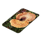 Pilz im Wald Magnet (Linke Seite)