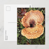 Pilz im Wald Postkarte (Vorne/Hinten)