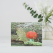 Pilz im Wald Postkarte (Stehend Vorderseite)