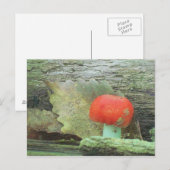 Pilz im Wald Postkarte (Vorne/Hinten)