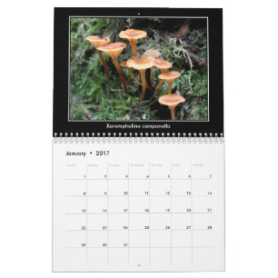 Pilz-Kalender Kalender