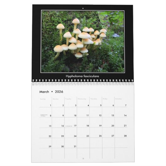 Pilz-Kalender Kalender (Mär 2026)