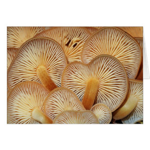Pilz-Kiemen des orange Mycena