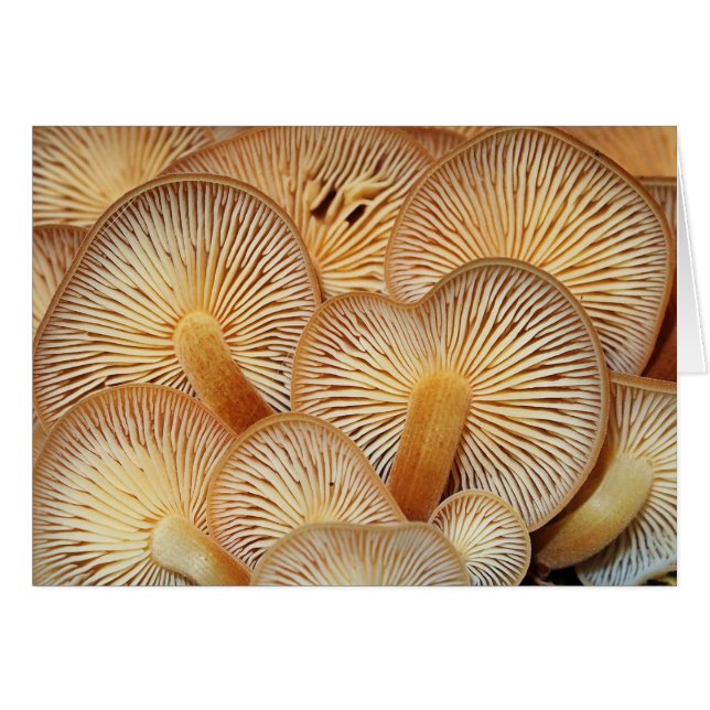 Pilz-Kiemen des orange Mycena (Vorderseite (Horizontal))