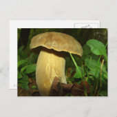 Pilz nah postkarte (Vorne/Hinten)