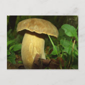 Pilz nah postkarte (Vorderseite)