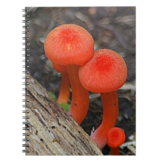 Pilz-Notebook Notizblock (Vorderseite)