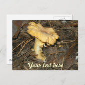 Pilz Postkarte (Vorne/Hinten)