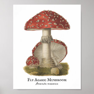Pilz Roter Zauber Vintage 1800er Poster