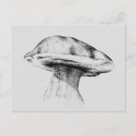 Pilz Steinpilz Zeichnung Postkarte