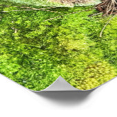 Pilz- und Moosplakat für Fotos Poster (Ecke)