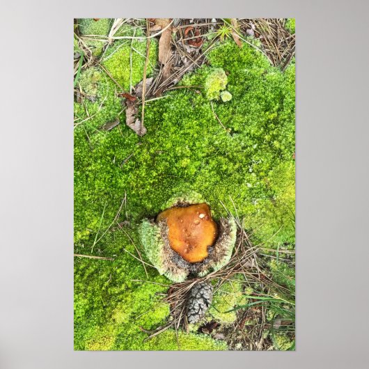 Pilz- und Moosplakat für Fotos Poster (Vorne)