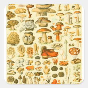 Pilz Vintage Fliegenpilz Antike Kunst Quadratischer Aufkleber