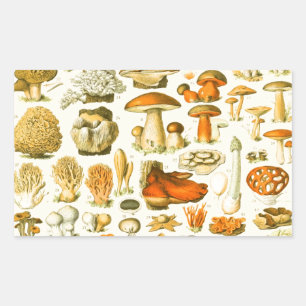 Pilz Vintage Fliegenpilz Antike Kunst Rechteckiger Aufkleber