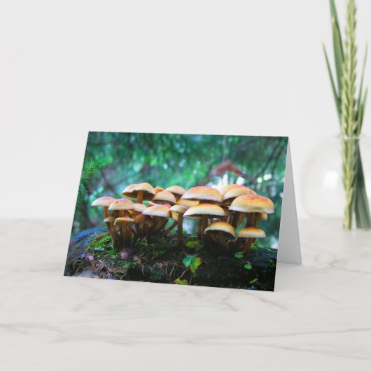 Pilzdorf Karte (Vorderseite)