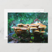 Pilzdorf Postkarte (Vorne/Hinten)