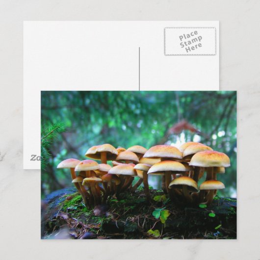 Pilzdorf Postkarte (Vorne/Hinten)