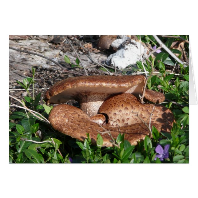 Pilze (Vorderseite (Horizontal))