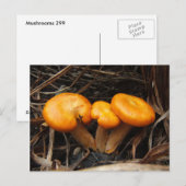 Pilze 299 ~ Postkarte (Vorne/Hinten)