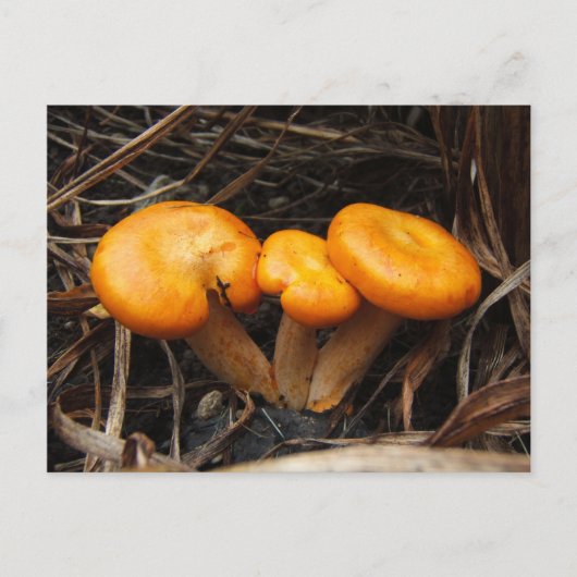 Pilze 299 ~ Postkarte (Vorderseite)