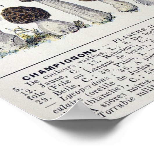 Pilze 2 poster (Ecke)