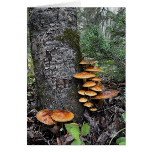 Pilze - 5" x 7" Art Card