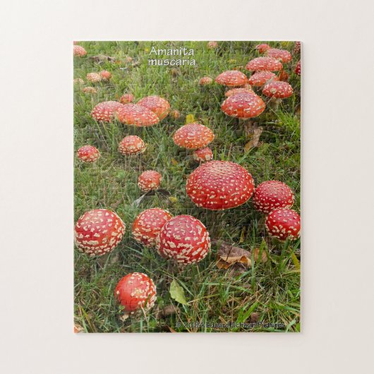 Pilze Amanita muscaria - Puzzle (Vertikal)