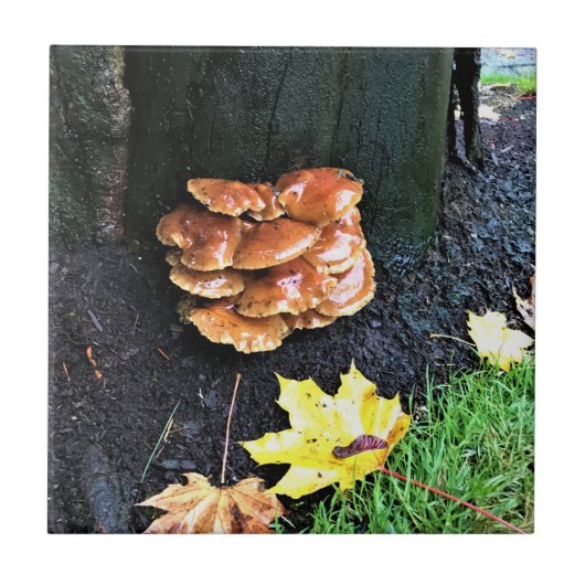 Pilze auf einem Baum, Oregon Fliese (Vorderseite)