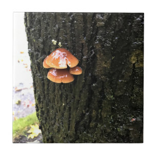 Pilze auf einem Baum, Oregon Fliese