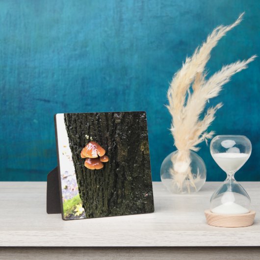 Pilze auf einem Baum, Oregon Fotoplatte (InSitu)