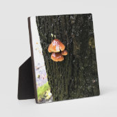 Pilze auf einem Baum, Oregon Fotoplatte (Vorderseite)