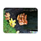 Pilze auf einem Baum, Oregon Magnet (Horizontal)