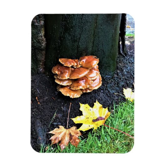 Pilze auf einem Baum, Oregon Magnet (Vertikal)