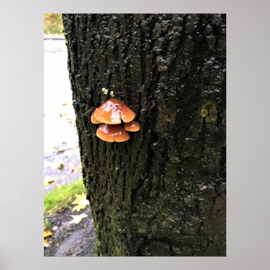 Pilze auf einem Baum, Oregon Poster (Vorne)