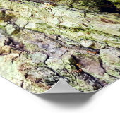 Pilze auf gefallenem Baum Poster (Ecke)