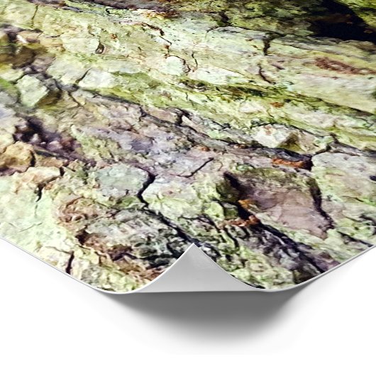 Pilze auf gefallenem Baum Poster (Ecke)