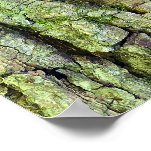 Pilze aus Baumstamm Poster (Ecke)