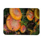 Pilze aus der Landwirtschaft am Mowich-See Magnet (Horizontal)