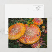 Pilze aus der Landwirtschaft am Mowich-See Postkarte (Vorne/Hinten)