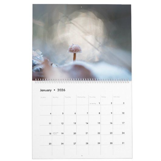 Pilze aus der Natur - Fotos 2026 Kalender (Jan 2026)