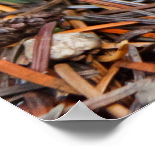 Pilze aus Fliegengaris Poster (Ecke)