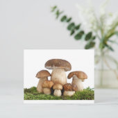 Pilze Boletus Edulis Postkarte (Stehend Vorderseite)