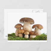 Pilze Boletus Edulis Postkarte (Vorne/Hinten)